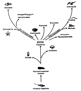 Figur 1 med merkelig stamte