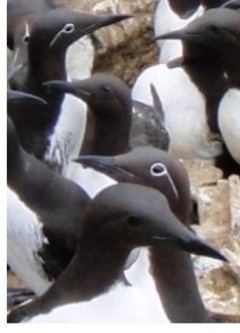 The two colour morphs of Common Guillemots